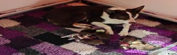 Border Collie dogs for sale: Stunning pure bred Red & White Border collie pups - Advert 3