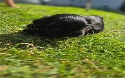 Shih Tzu dogs for sale: Shih Tzu Imperial (Karashishi) - Image 16