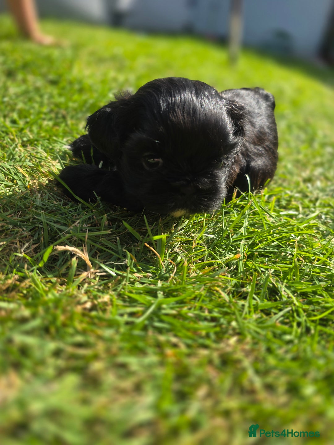 Shih Tzu dogs for sale: Shih Tzu Imperial (Karashishi) - Image 16