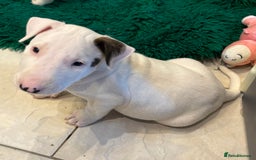 Bull Terrier dogs for sale: USA & UK Champion Bloodline English bull terriers  in Gateshead - Image 6