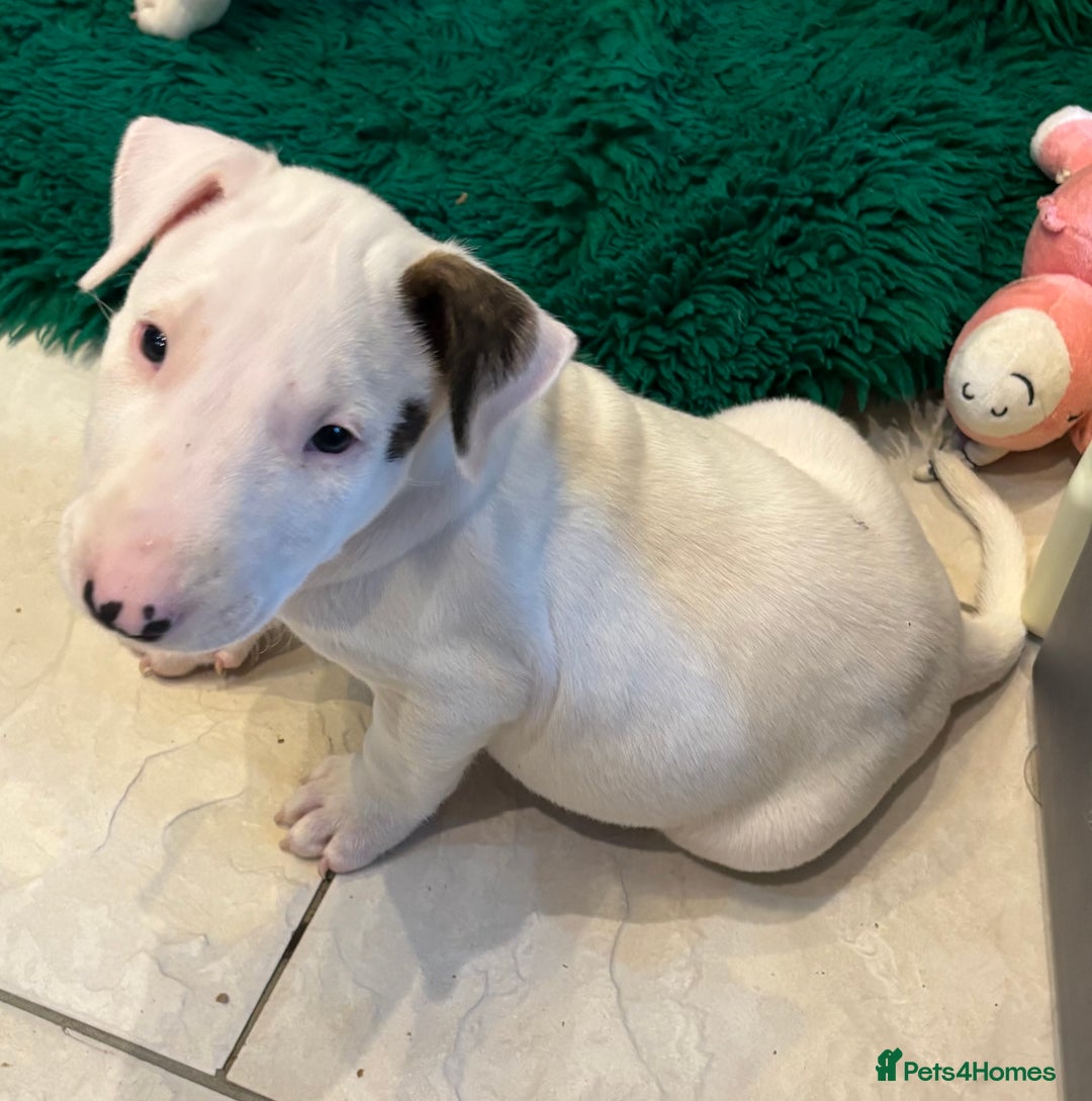 Bull Terrier dogs for sale: USA & UK Champion Bloodline English bull terriers  in Gateshead - Image 6
