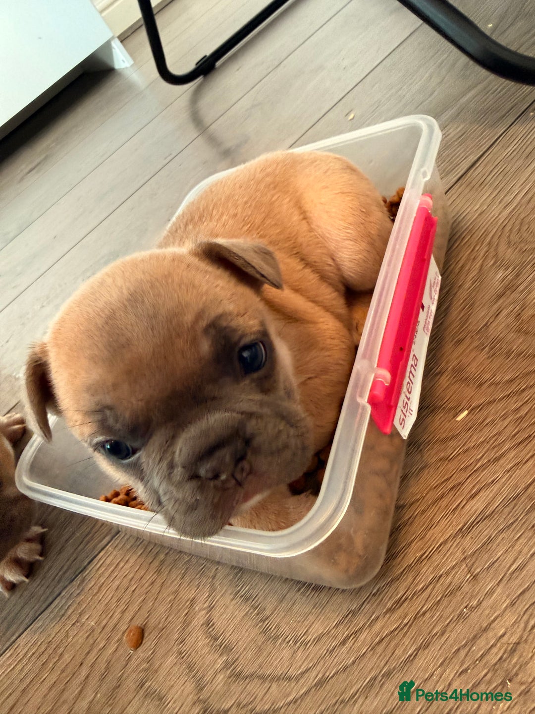 French Bulldog dogs for sale: French bulldog  - Advert 20