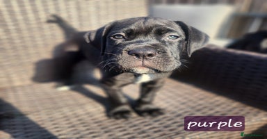 Cane Corso dogs - Advert 8