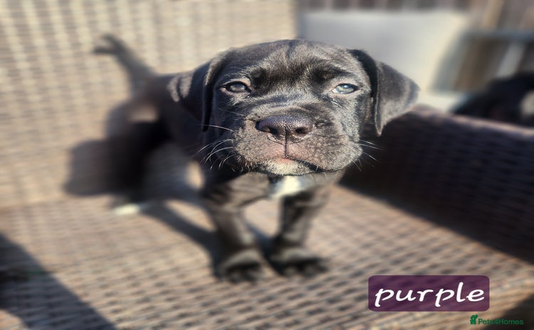 Cane Corso dogs - Advert 1