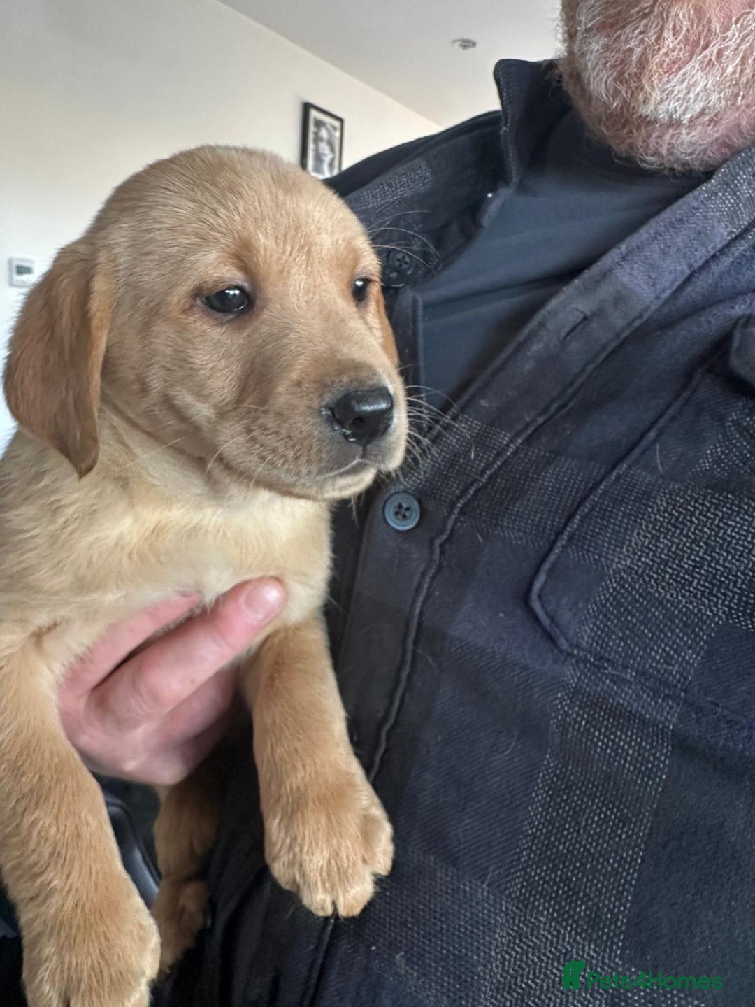Labrador Retriever dogs for sale: 7 week old fantastic labrador pups  - Advert 22