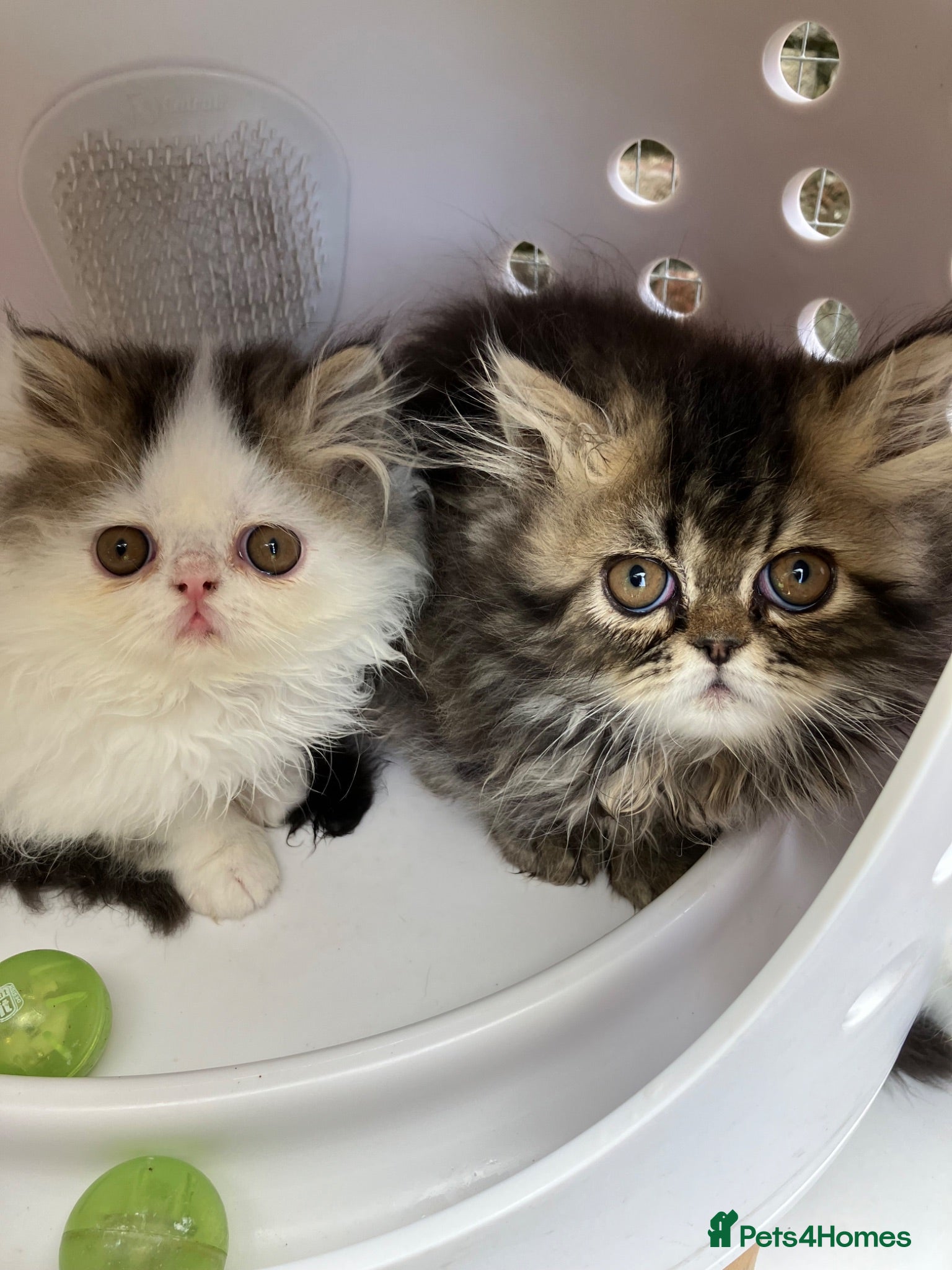 Persian cats Registered Pure Persian Kittens  - Advert 1