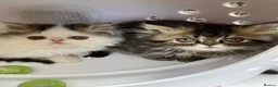 Persian cats for sale: Registered Pure Persian Kittens  - Advert 1