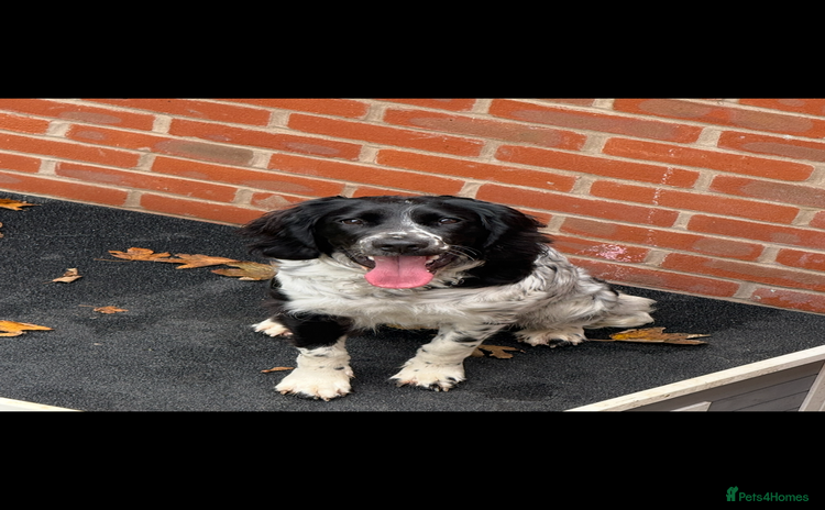 English Springer Spaniel dogs - Advert 16