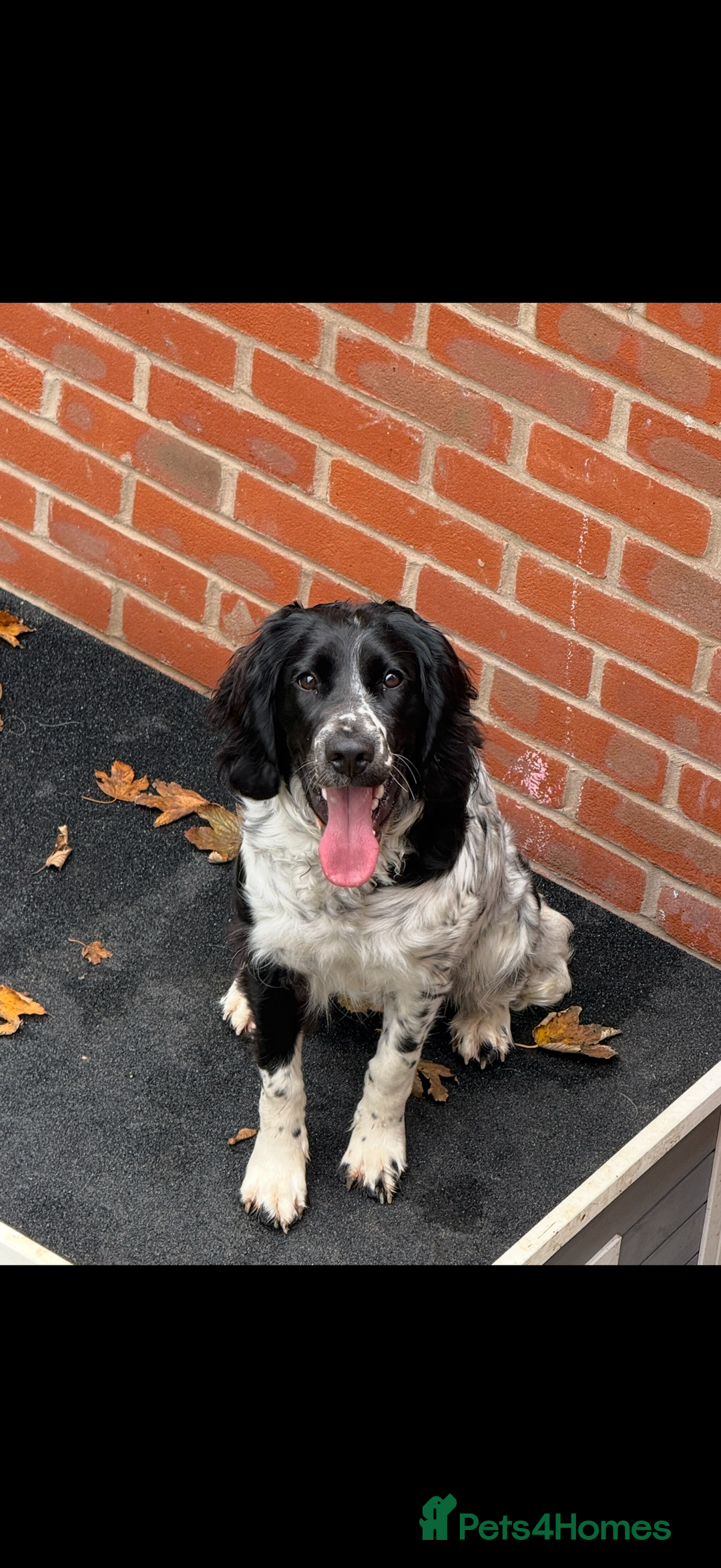 English Springer Spaniel dogs for sale: English Springer Spaniel Female - Image 1