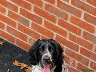 English Springer Spaniel dogs for sale - Advert 1