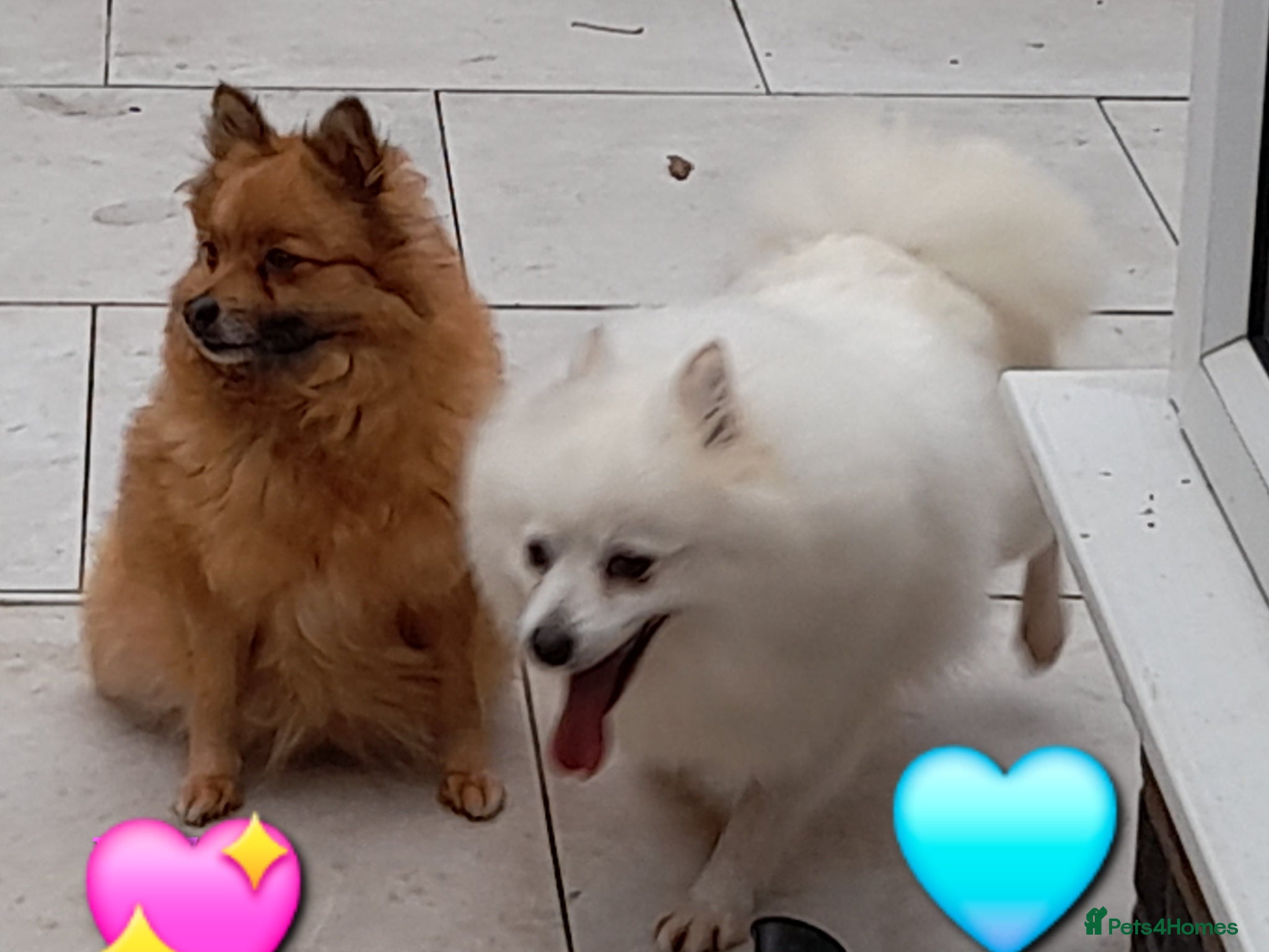 Pomeranian dogs Very friendly Pomeranian girl 7 years  - Advert 8