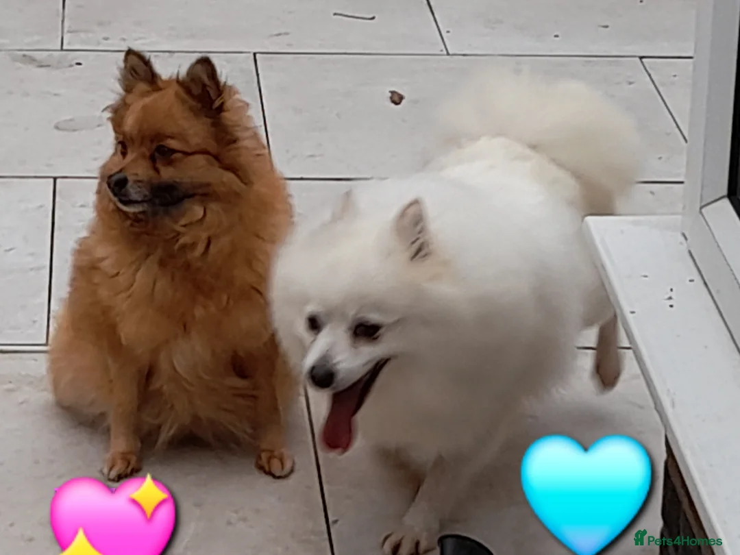 Pomeranian dogs for sale: Very friendly Pomeranian girl 7 years  - Advert 1