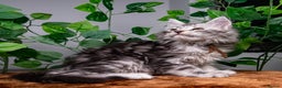 Maine Coon cats for sale: 8 STUNNING PEDIGREE TICA REG MAINE COON KITTENS - Advert 26