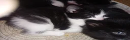 Persian cats for sale: 2 half Persian Kittens. Black and black & White. - Advert 10
