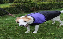 Mixed Breed dogs for adoption: 💖🐶 ALAYA 🐶💖 - Image 35