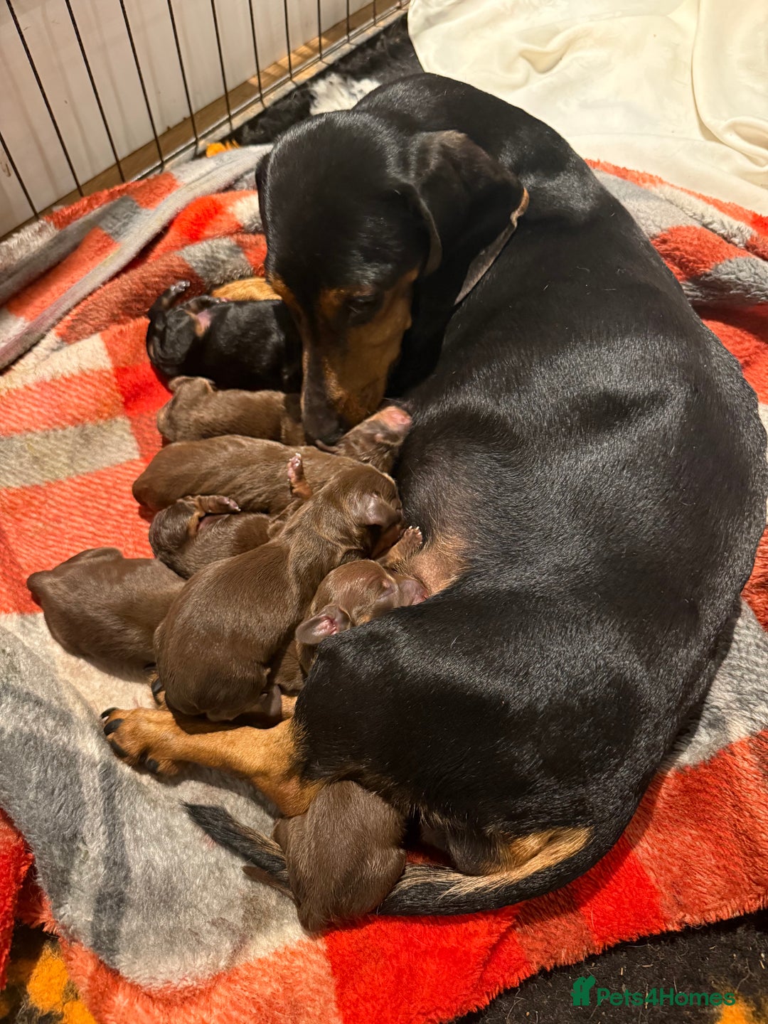 Miniature Dachshund dogs for sale: Beautiful miniature dachshund puppies - Image 3