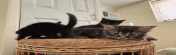 Mixed Breed cats for sale: Kittens - Advert 2