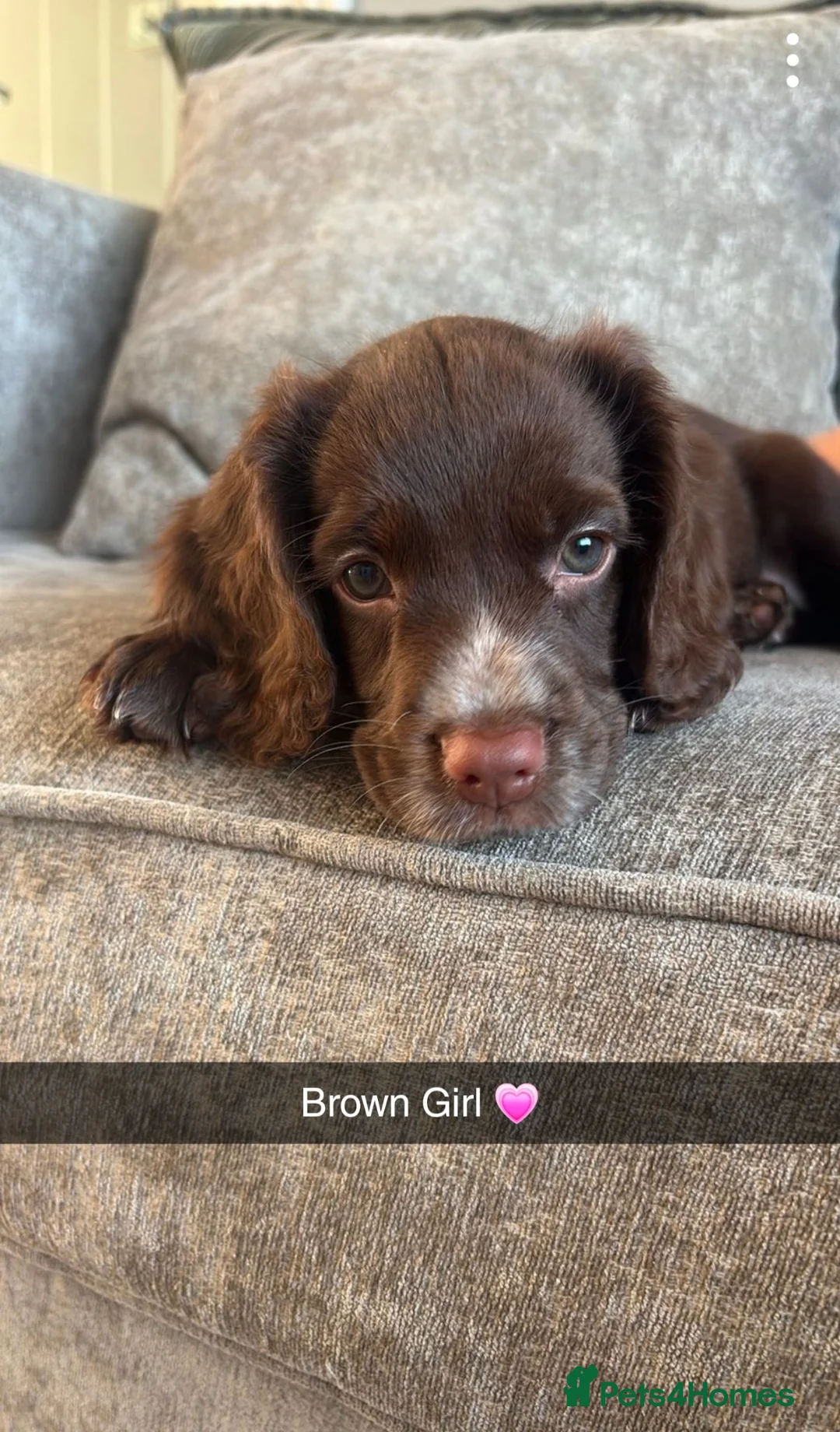 Cocker Spaniel dogs for sale: Beautiful Working Cocker Spaniels - Advert 18