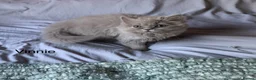 British Longhair cats for sale: GCCF kittens  - Advert 4