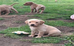 Labrador Retriever dogs for sale: Mix of fox red and yellow labrador puppies - Image 10