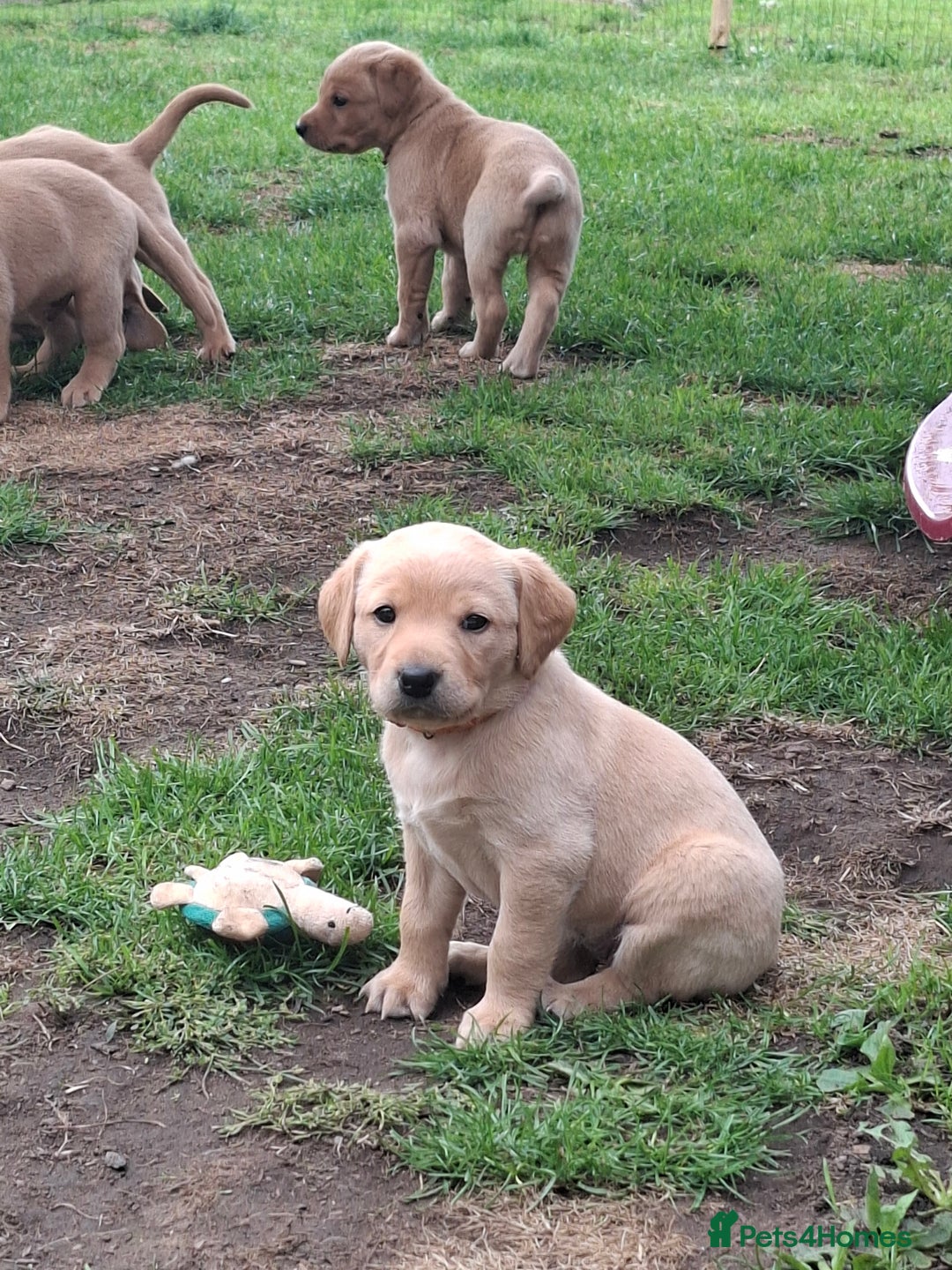 Labrador Retriever dogs for sale: Mix of fox red and yellow labrador puppies - Image 10