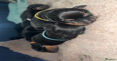 Rottweiler dogs in Witney - Advert 16