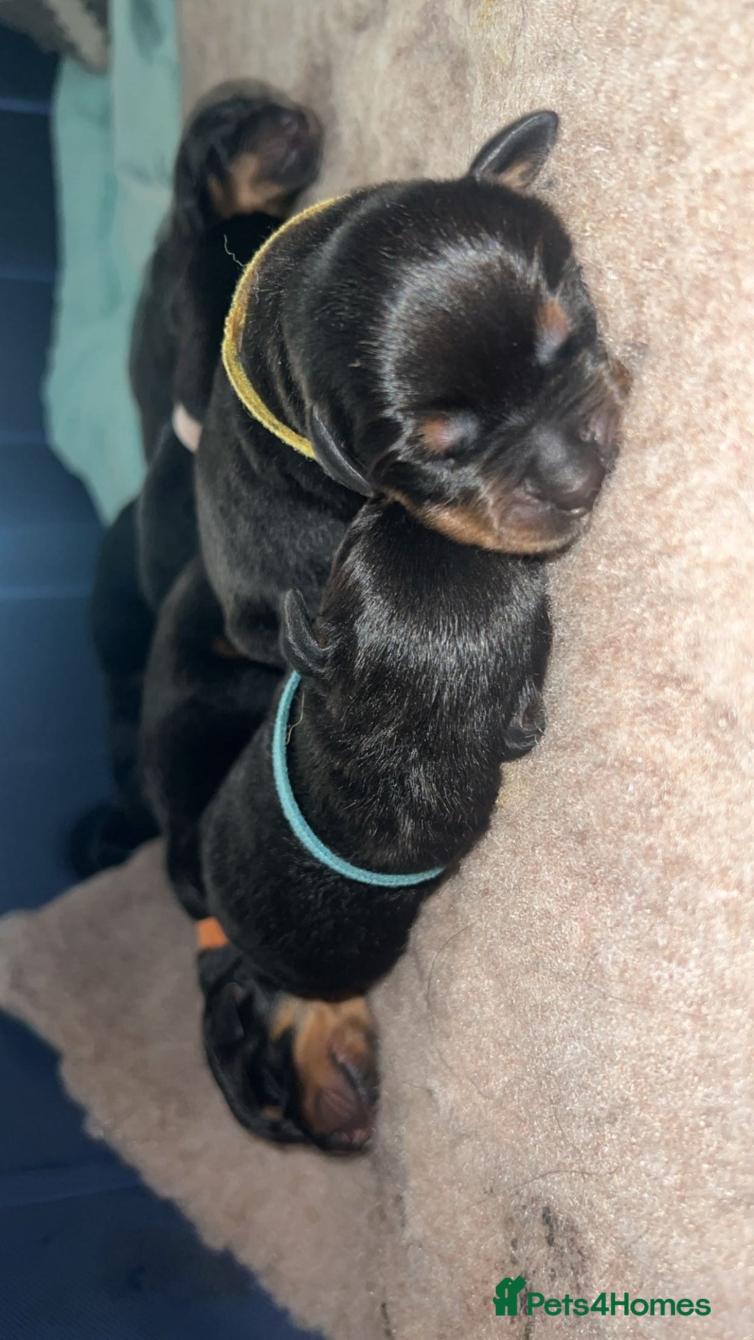 Rottweiler dogs for stud: Proven KC registered Rottweiler for stud  in Witney - Image 2