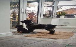 Cocker Spaniel dogs for sale: Exceptional pedigree KC champion show Cockers.  - Advert 8