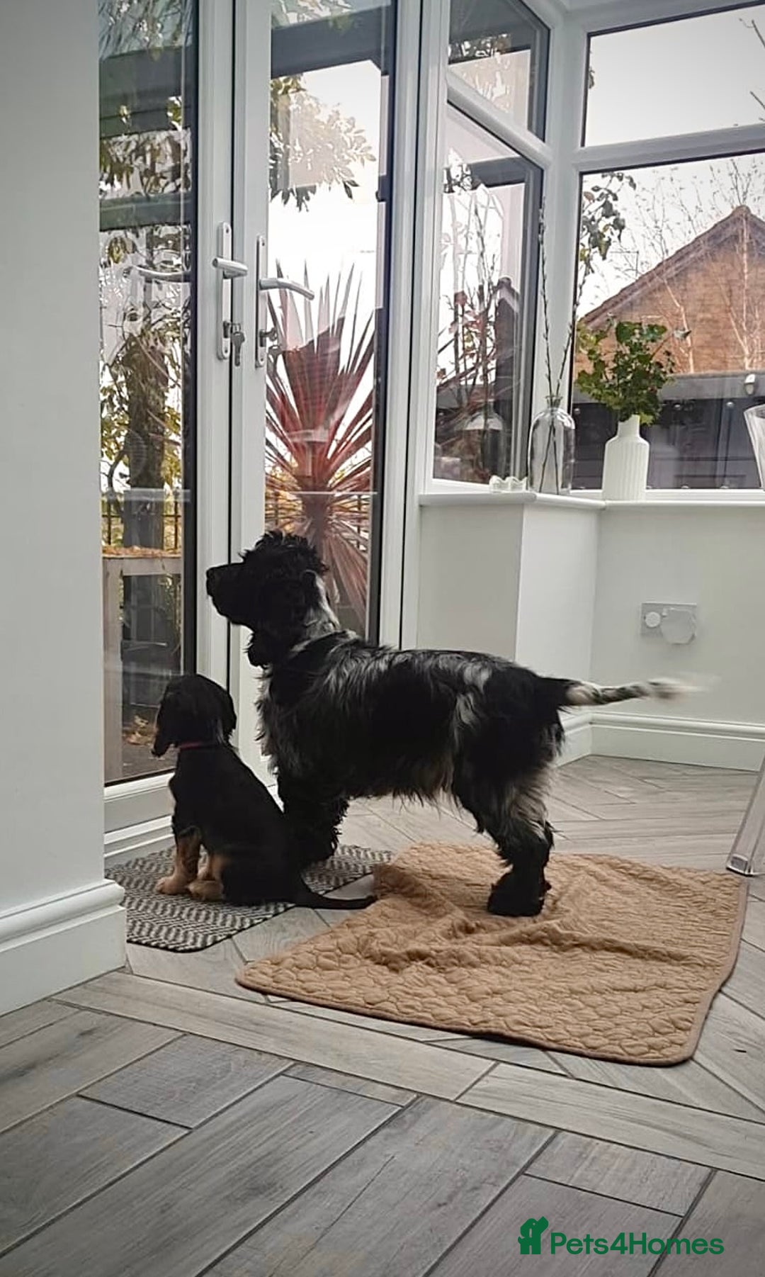 Cocker Spaniel dogs for sale: Exceptional pedigree KC champion show Cockers.  - Advert 8
