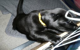 Labrador Retriever dogs for sale: Labrador puppies -1 black girl & 3 black boys left - Image 22