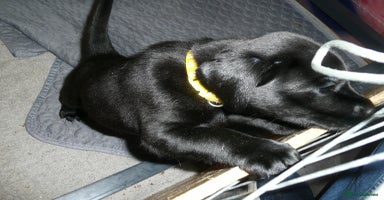 Labrador Retriever dogs - Advert 10