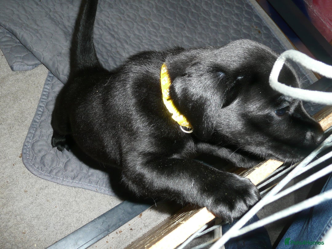 Labrador Retriever dogs for sale: Labrador puppies -1 black girl & 3 black boys left - Image 22
