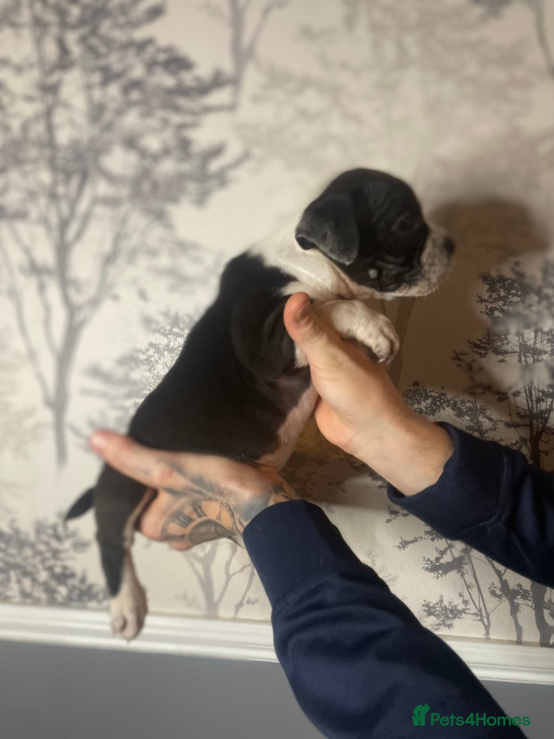 Shorty Bull dogs for sale: Proper pocket bully’s - Advert 12