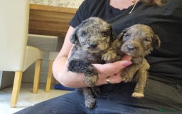 Cockapoo dogs for sale: Cockapoos - Image 15