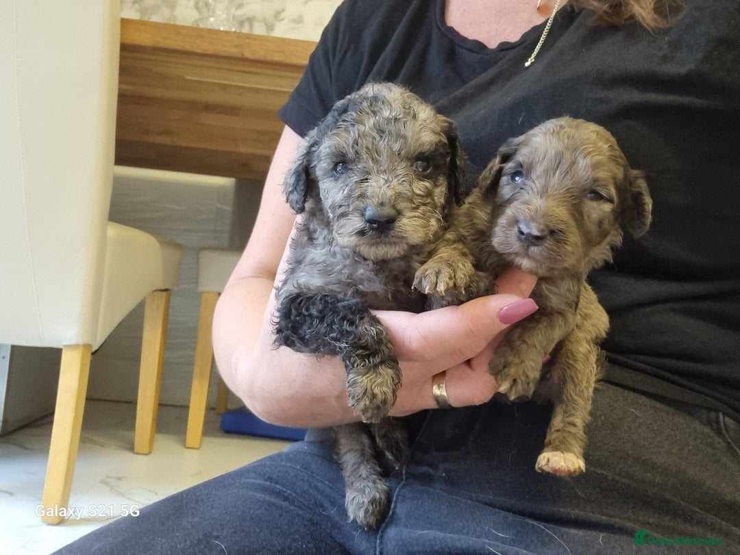 Cockapoo dogs for sale: Cockapoos - Image 15