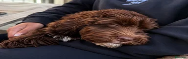 Cavapoo 