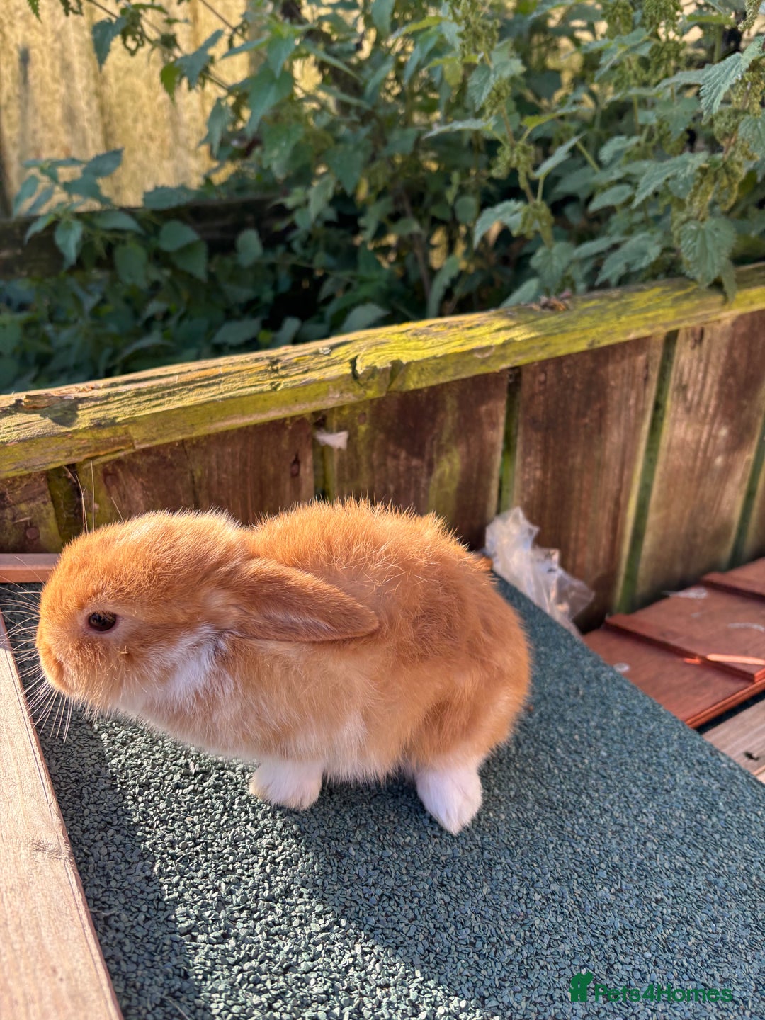 Mini Lop rabbits for sale: Beautiful mini lops - Image 6