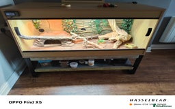 Bearded Dragon reptiles for sale: Male bearded dragon and full set up - Image 5