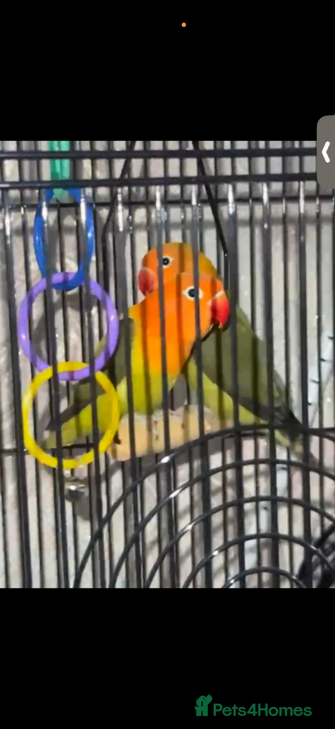 Lovebirds birds for sale: Beautiful Pair Of Love Birds  in Smethwick - Advert 1