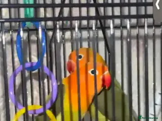 Lovebirds birds Beautiful Pair Of Love Birds - Advert 7