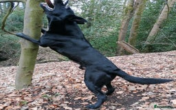 German Shepherd dogs for stud: 4-Year-Old Czech Shepherd- Proven Stud (Sheffield) - Image 2