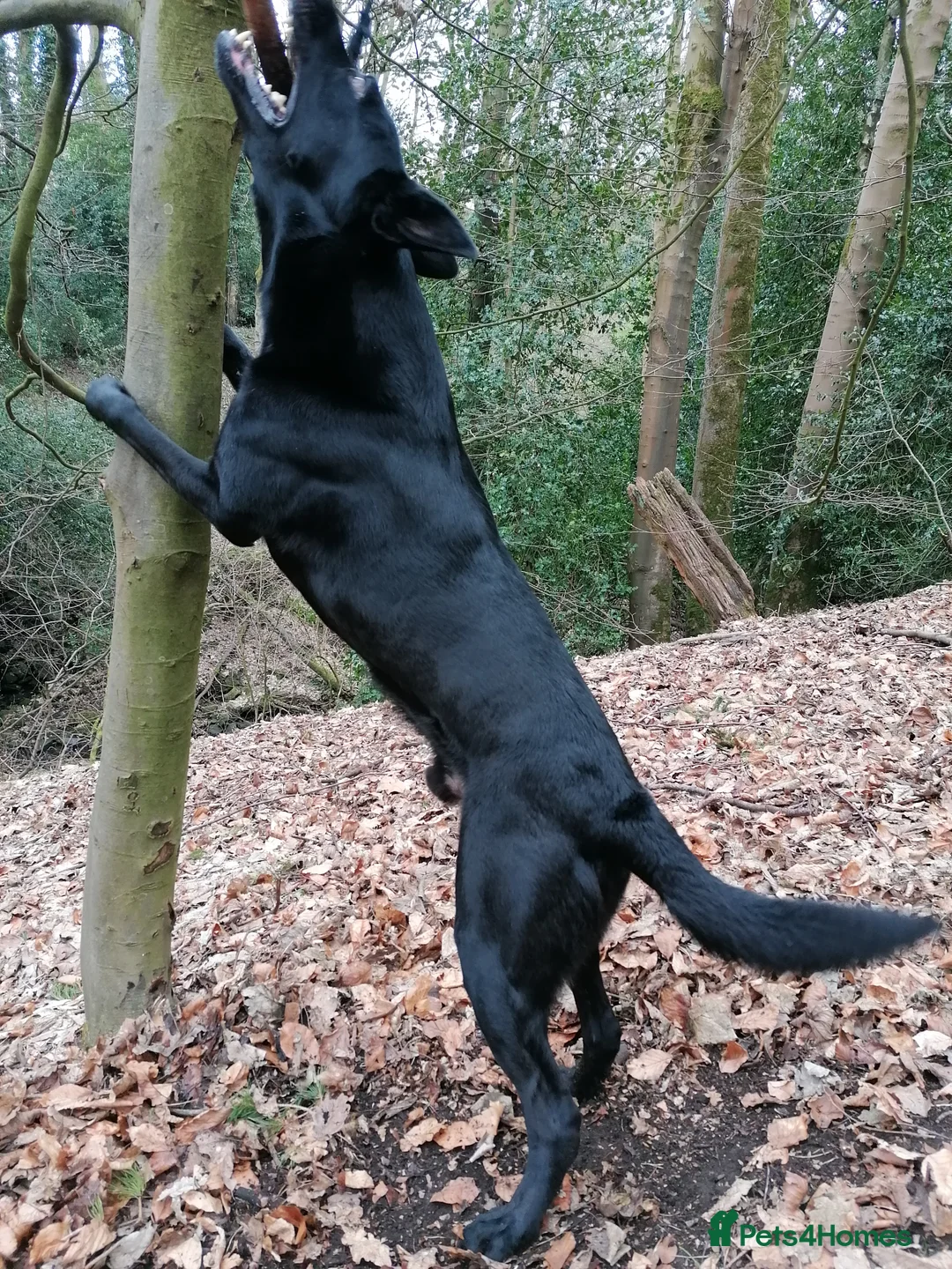 German Shepherd dogs for stud: 4-Year-Old Czech Shepherd- Proven Stud (Sheffield) - Advert 2