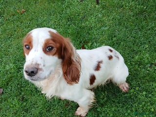 Cocker Spaniel dogs Lemon and White Cocker Spaniel For Stud - Advert 3