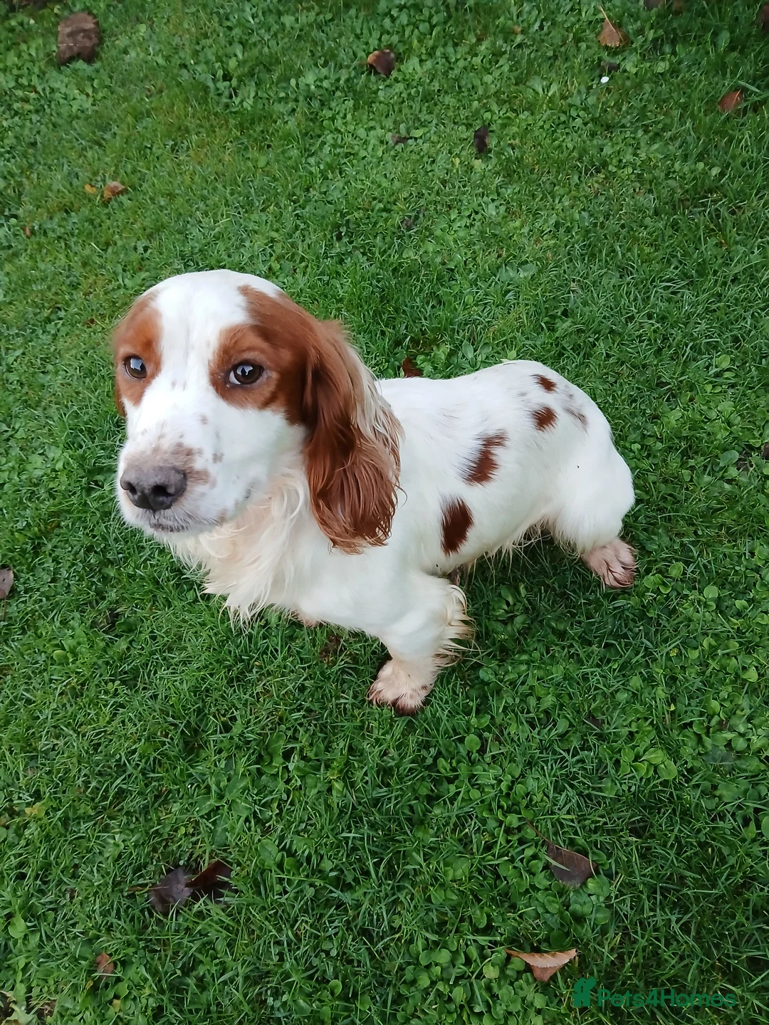 Cocker Spaniel dogs for stud: Lemon and White Cocker Spaniel For Stud - Advert 1