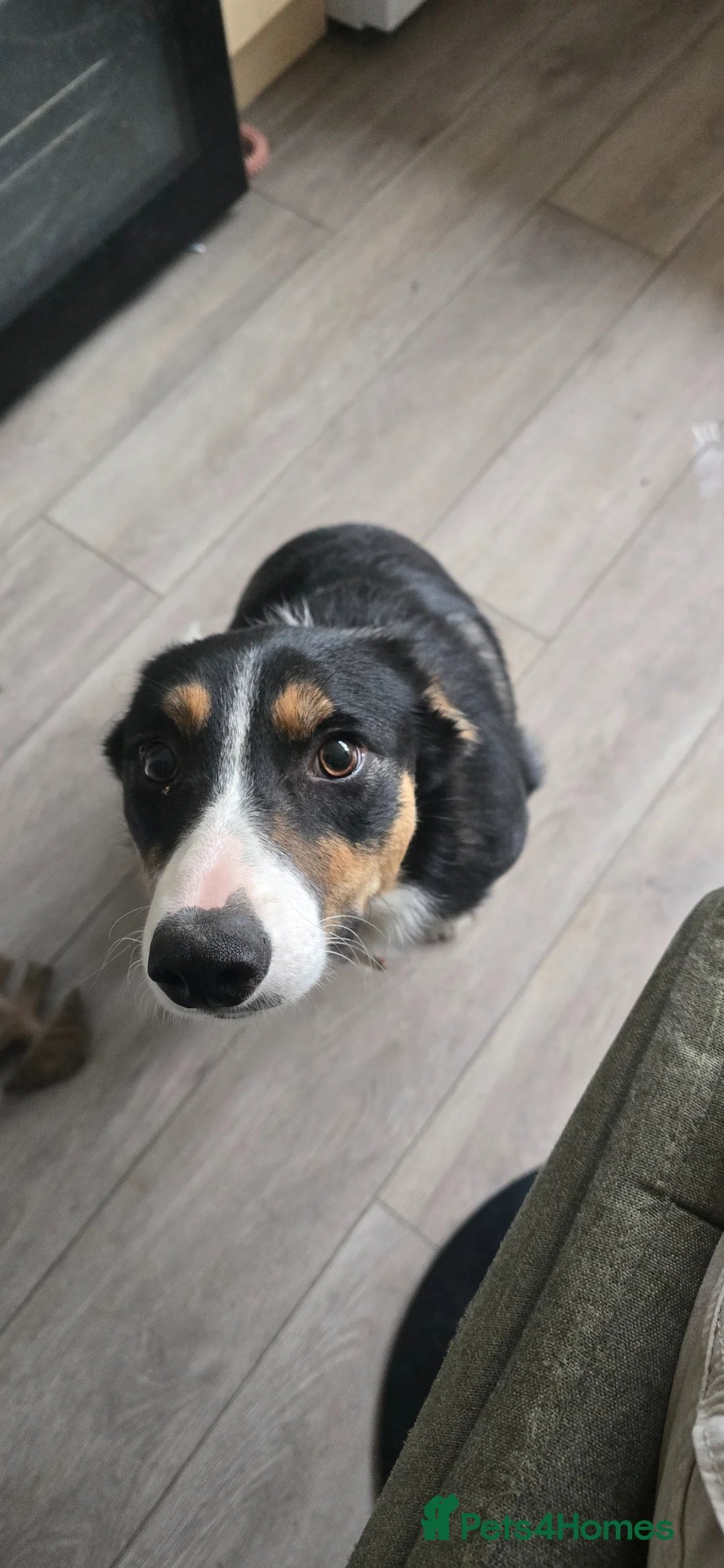 Border Collie dogs for sale: Rehoming Boarder Collie Female in Salisbury - Advert 4
