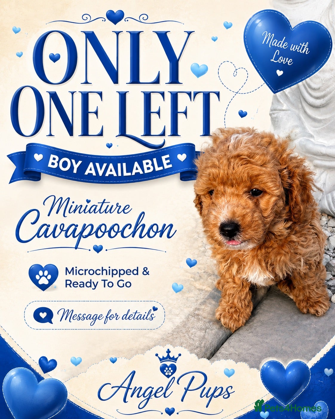 Cavapoochon dogs Miniature Cavapoochon Puppies for Sale - Advert 1