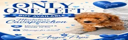 Cavapoochon dogs for sale: Miniature Cavapoochon Puppies for Sale - Advert 3