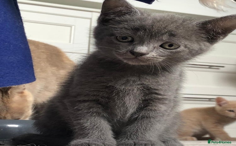 British Shorthair cats - Advert 5