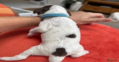 English Springer Spaniel dogs - Advert 3