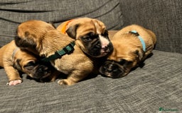 Boxer dogs for sale: Beautiful bob/tailed litter pure boxers  - Advert 35